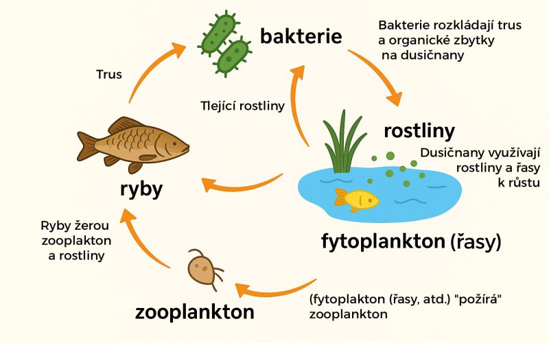 Чому коропи кої та інші риби роблять воду у ставку зеленою?
