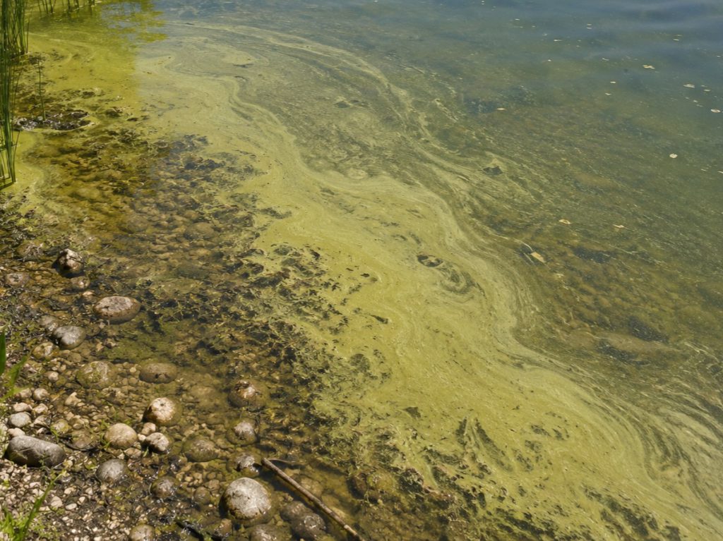 Синьо-зелені водорості у ставку