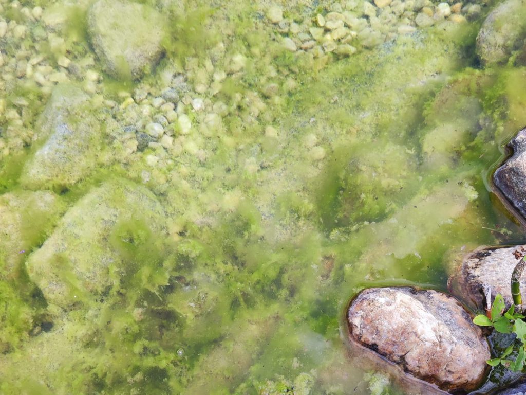 Нитчасті водорості у ставку
